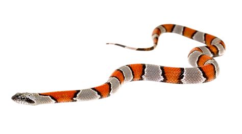 Snake Png Image Snake Snake Free Snake Images