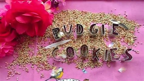 Budgie Cookies Youtube