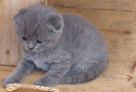 Explore 58 listings for scottish fold kittens for sale at best prices. I want a pet kitten. Never had one before. I have ...