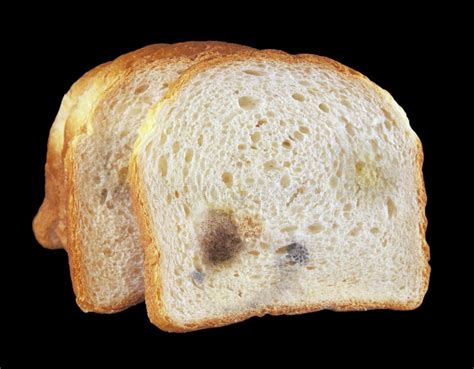 Moldy Bread Stock Image Image Of Mould Stale Rubbish 33439649