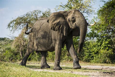Africa Uganda African Elephant Loxodonta Africana Murchison Falls