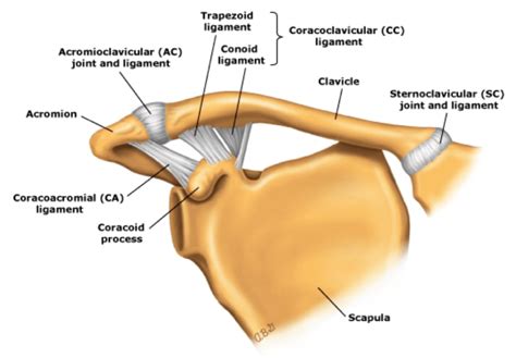 Clavicle Fracture County Em