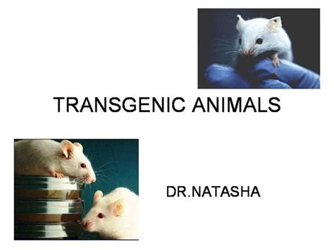 Trans = genic = organism = transgenic organisms are: Transgenic Animals |authorSTREAM