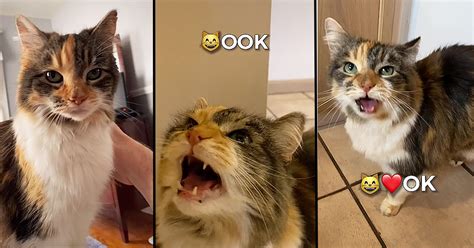 Adorable Cat Goes Viral For Sounding Like Shes Always Saying Okay