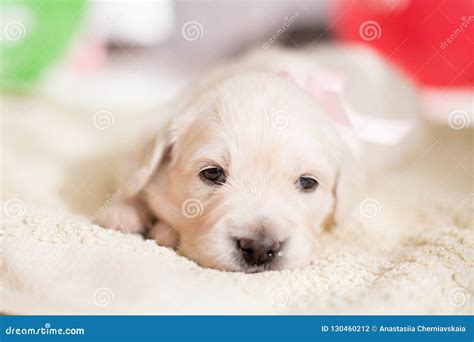Portrait Of Lovely Golden Retriever Puppy Girl With Rose Ribbon Lying
