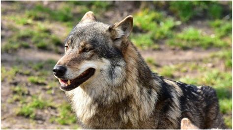Severed Head Of Giant Wolf That Lived 40000 Years Ago Found Perfectly
