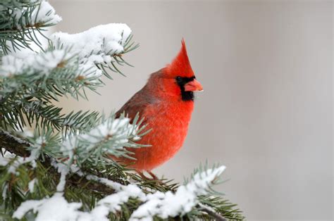 Winter Cardinal Br