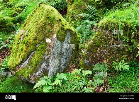 Bracken Boulders Ferns Green Hi Res Stock Photography And Images Alamy