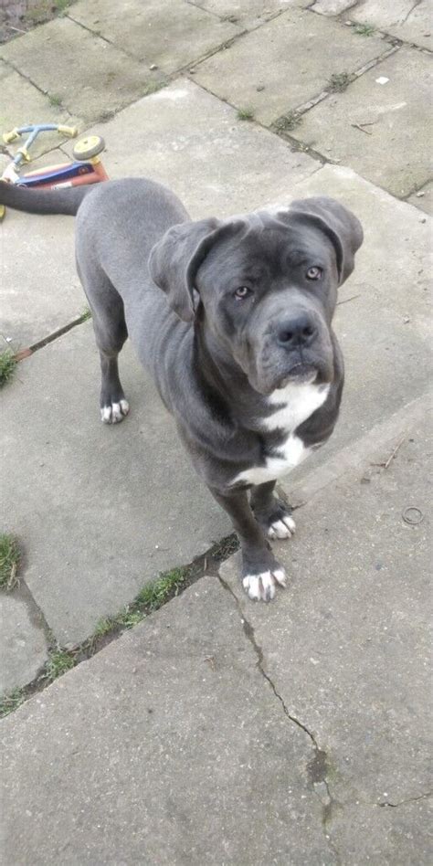 9 Month Old Blue Full Cane Corso Xx In Wakefield West Yorkshire