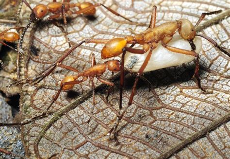 Ants Carrying A Pupa Stock Image C0011100 Science Photo Library