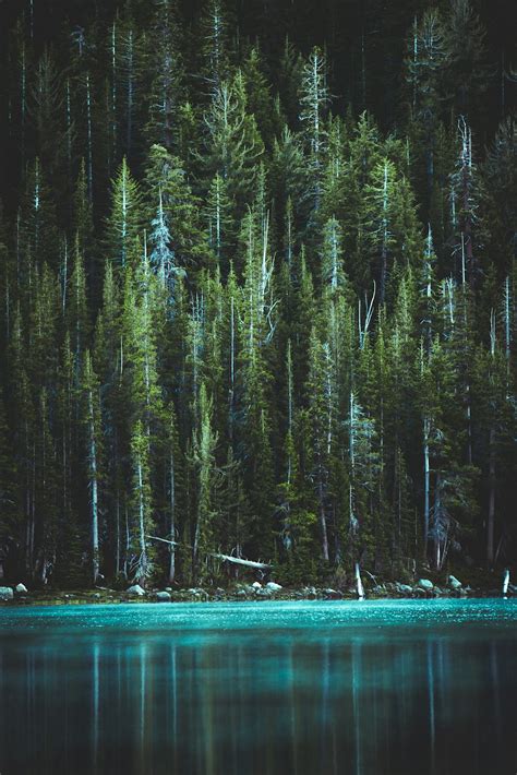 Pine Trees And Blue Lake Photo Free Nature Image On Unsplash