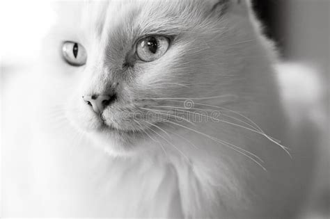 White Cat Close Up Cute Animals Black And White Stock Photo Image