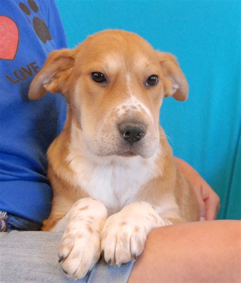 Free puppies and puppies for adoption on here come from world reknown breeders that are looking for homes that would adopt these puppies for free, be sure to scroll through our listings for free puppies. The California Dreaming Puppies, debuting for adoption!