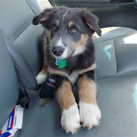 Australian Shepherd Border Collie Mix Personality And Care