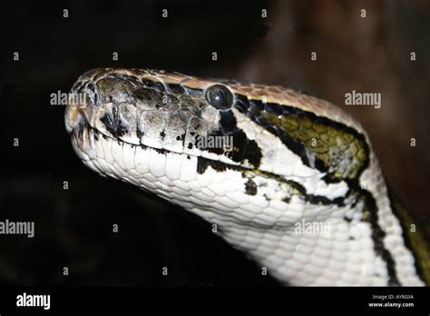 Burmese Python Python Molurus Bivittatus Stock Photo Alamy
