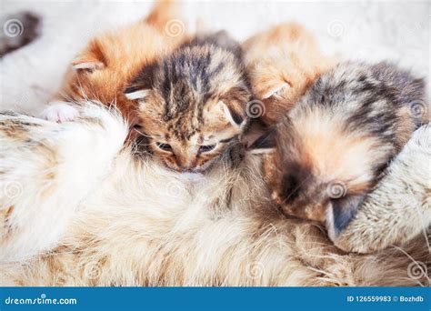 Mother Cat Nursing Baby Kittens Stock Image Image Of Dream Beautiful