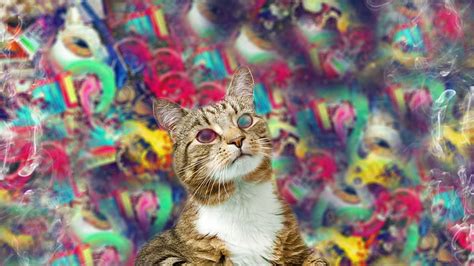 3840x2160px Free Download Hd Wallpaper Psychedelic Abstract Cat