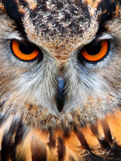 Eurasian Eagle Owl A Species Of Eagle Owl Resident In