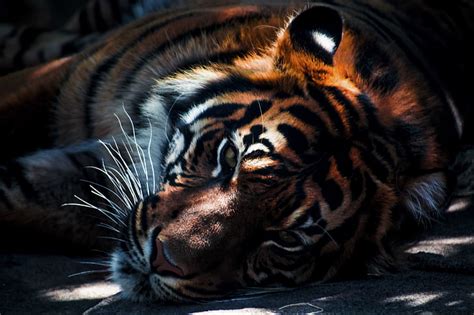 Free Photo Tiger Cat Animal Wildlife Carnivore Stripes Mammal