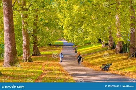 Avenue Lined With Trees In Green Park London Editorial Stock Photo