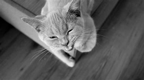 Cat Anger Animals Free Photo On Pixabay Pixabay