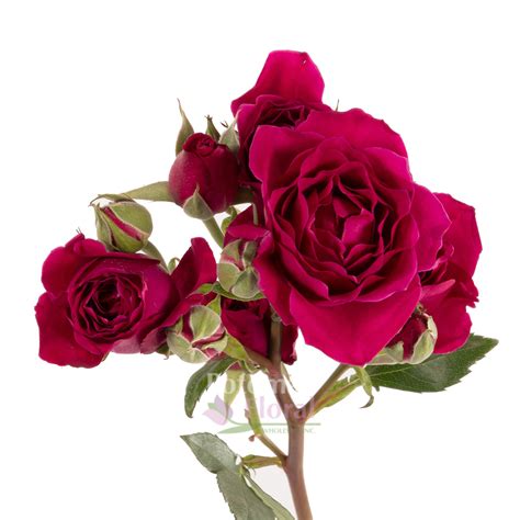 Hot Majolika Hot Pink Spray Rose Open Wide Potomac Floral Wholesale