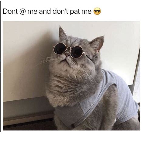 100 Funniest Cat Memes Ever