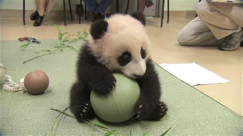 Giant Panda Cub Plays With Ball Youtube