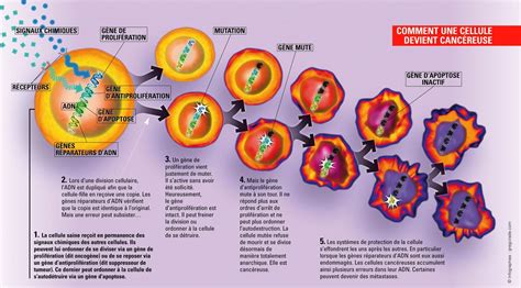 Les Risques Davoir Un Cancer De La Peau Augmentent Ils Selon La