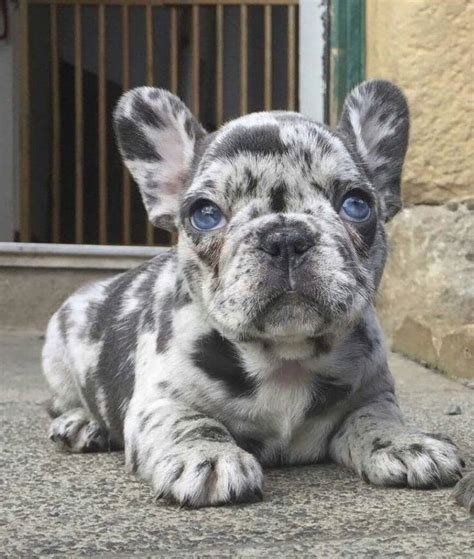 The french bulldog has the appearance of an active, intelligent, muscular dog of heavy bone, smooth coat, compactly built, and of markings and patterns are: French Bulldog Colors - Dream Valley Frenchies
