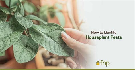 How To Identify And Get Rid Of Common Houseplant Pests Fnp