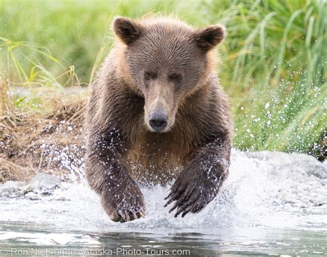 Katmai Brown Bears Photo Blog Niebrugge Images