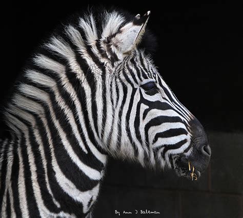 Zebra Bust | This was taken a few years ago at Blackbrook Zo… | Flickr
