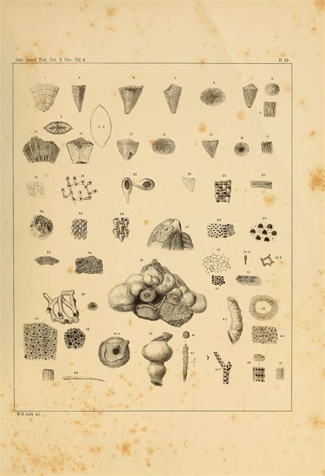 Journal Of The Academy Of Natural Sciences Of Philadelphia Ser 2 V 4 1858 1860 Flickr