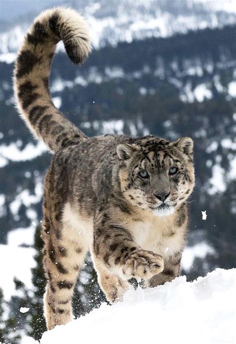 🔥 Beautiful Snow Leopard Rnatureisfuckinglit