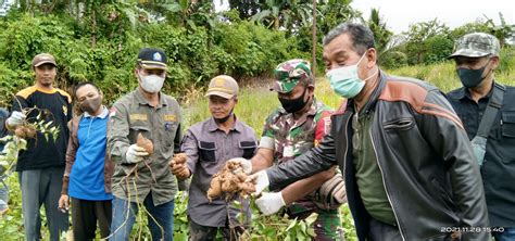 Desa Dirgahayu Panen Ubi Jalar Dan Ikan Lele Habar Kalimantan