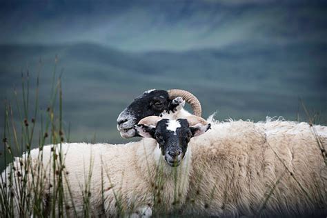 Blackface Sheep Pictures Images And Stock Photos Istock