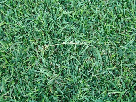 How To Grow And Care For Centipede Grass Easy Way To Garden