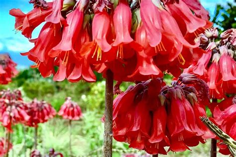 18 Stunning Bell Shaped Flowers For Dreamy Gardens
