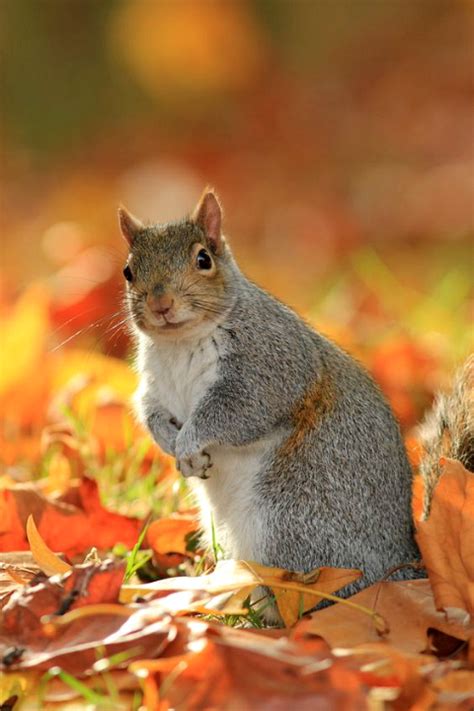 An Autumn Squirrel Cute Squirrel Animals Funny Wild
