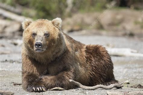 Male Kamchatka Brown Bear Stock Image C0459254 Science Photo Library