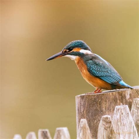 Épinglé Par ﴾al Jazayiri﴿ 🌾 Sur Animaux Animaux