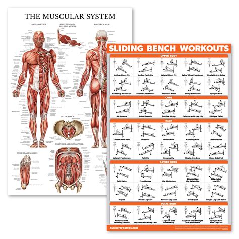 Buy 2 Pack - Muscular System Anatomical Poster + Sliding Bench Exercise