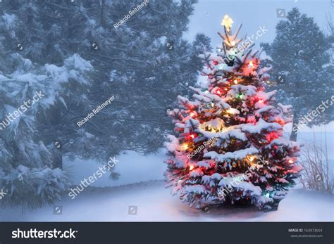 This Decorated Outdoor Snow Covered Christmas Tree Glows Brightly On
