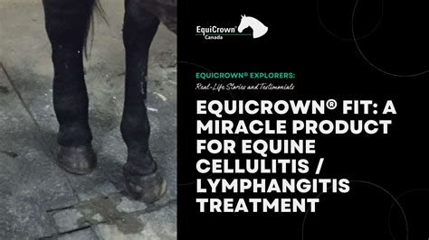 Equicrown® Fit A Miracle Product For Equine Cellulitislymphangitis T