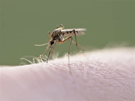 Malaria Case Reported Mosquito Advisory In Place Fl Dept Of Health