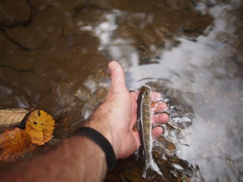 Fall Fishing In Shenandoah National Park Brook Trout Fishing Guide