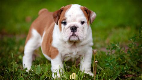 53 How To Train A Puppy Bulldog Pic Bleumoonproductions