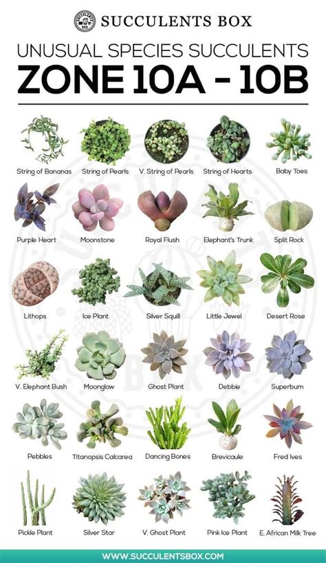 Choosing Succulents For Zone 10 California Florida And Hawaii 1000