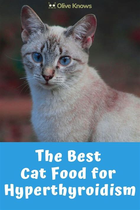 Coursing, cat & fast cat. The Best Cat Food for Hyperthyroidism | Best cat food, Cat ...
